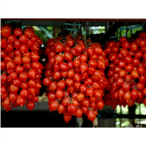 Pomodoro piennolo del vesuvio - pomodoro,