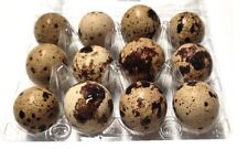 Uova di quaglia 12 pezzi uova
