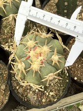 Echinocactus horizonthalonius
