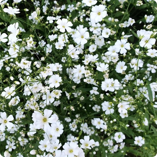 Erba velata annuale - velata, covent