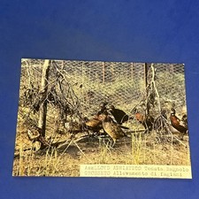 TENUTA BAGNOLO GROSSETO ALLEVAMENTO FAGIANI - CARTOLINA - A COLORI