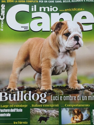 Mio cane 2021 - il,