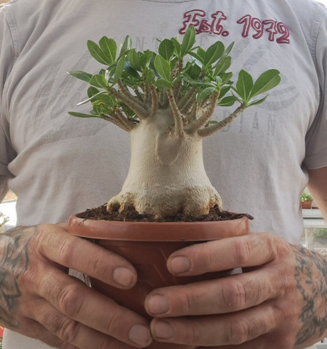 Adenium obesum baobab caudex - obesum, "baobab"