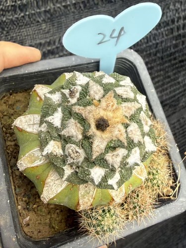Ariocarpus kotschoubeyanus - ariocarpus,