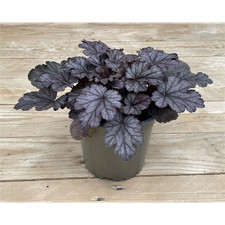Heuchera 'Milano' -