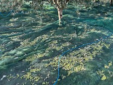 Olio Extravergine d'Oliva