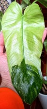 Rare XL Philodendron Jose