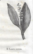 Stampa antica fiore - stampa,
