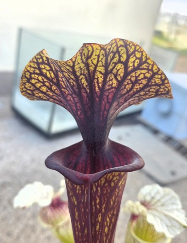 Sarracenia flava f88 rara - f88, mk