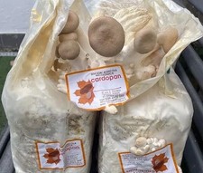 2 ballette Coltivazione funghi