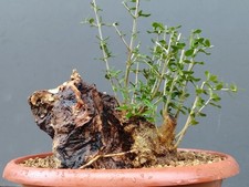 Bonsai Olivastro 28x23cm In