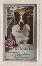 Birthday Wishes Border Collie