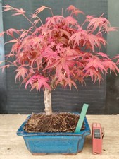 bonsai di  acero rosso deshojo