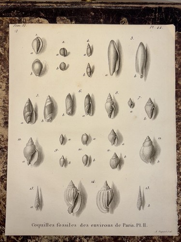 Conchiglie fossili parigi - fossili,