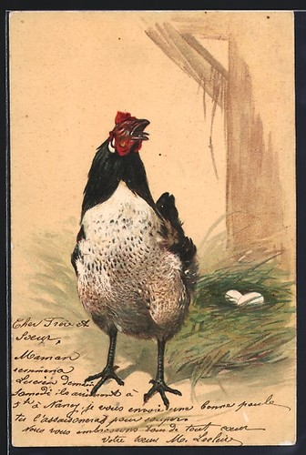 Gallina davanti suo posto - gallina,