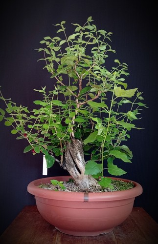 Lonicera/Caprifoglio
