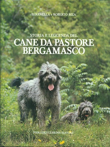 Cane pastore bergamasco - cane,