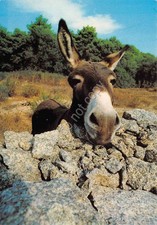 Cartolina Sardegna Asinello