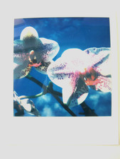 N. ARAKI: ORIGINAL POLAROID