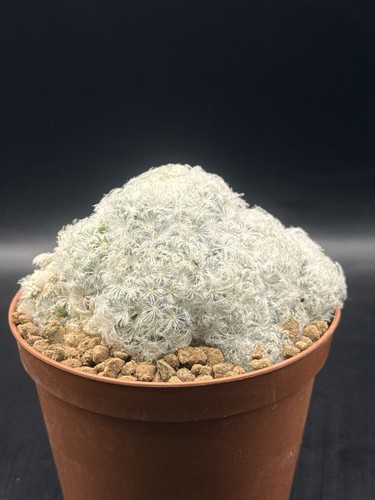 Mammillaria plumosa - mammillaria,