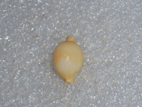 Cypraea chiapponii amazing - cypraea,