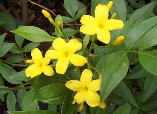 Gelsomino giallo jasminum - gelsomino, giallo,