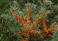 Hippophae rhamnoides -
