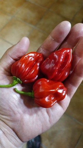 Habanero red savina semi di - red,