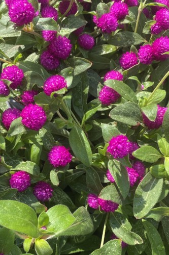 Pianta vera gomphrena - pianta, di