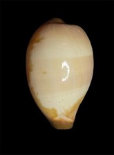 Seashell  Cypraea onyx 40.4mm