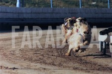 Foto vintage UK, Cani afgani si allenano nella corsa, stampa 21x15 cm