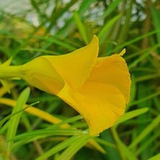 Thevetia peruviana (fiore