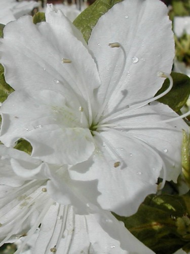 Delaware valley pure white - pure,