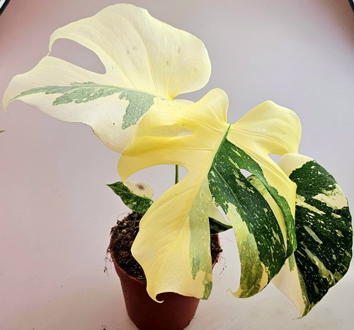 Monstera thai constellation - thai,