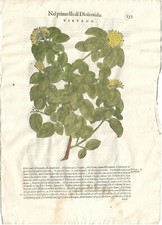 Stampa antica MATTIOLI