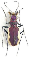 Carabidae, Cicindelinae