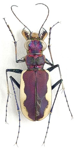 Carabidae cicindelinae - carabidae,,