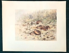 Stampa antica UCCELLI QUAGLIA COMUNE Coturnix coturnix 1911 Antique print