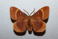 LASIOCAMPA Q . SICULA ♂  * SICILY ITALY - LEPIDOPTERA LASIOCAMPIDAE REAL MOTH 