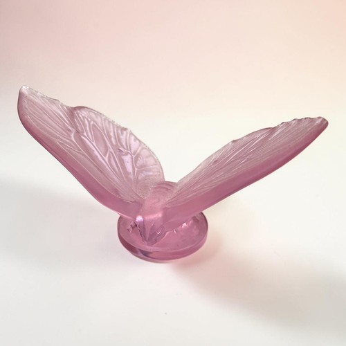 Grande farfalla papillon