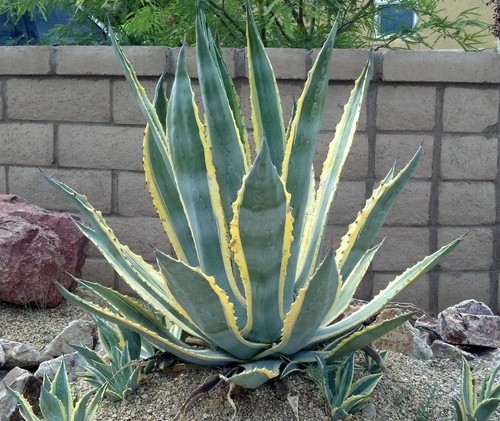 Piante agave variegata vaso - piante,