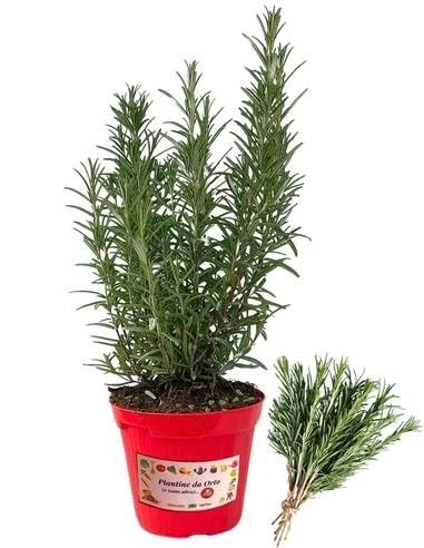 Piantine orto rosmarino - p,