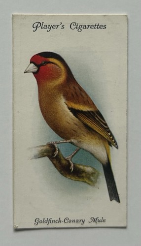 Giocatore aviaria uccellini - giocatore,