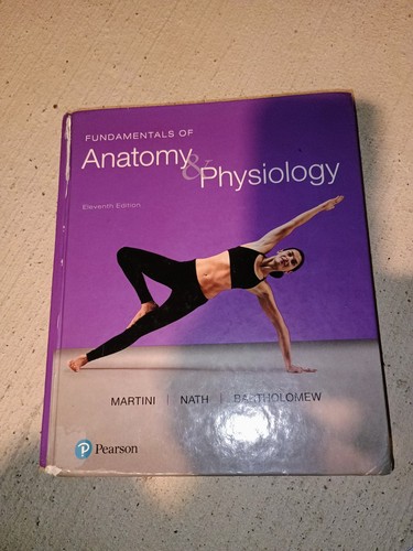 Fundamentals anatomy - of,