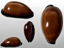 Cypraea exusta massawa - cypraea,