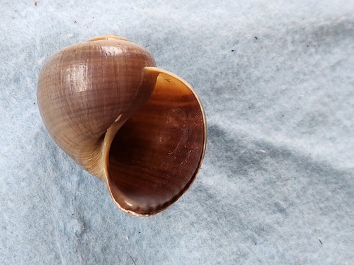 Autentico guscio lumaca di - lumaca,