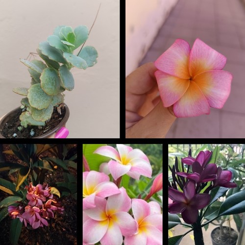 Plumerias tallos como - como, raíz