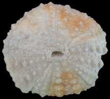 Malm Pseudodiadema