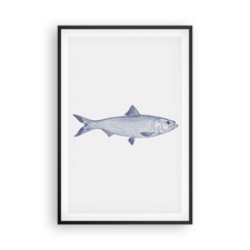 Poster 61x91cm Pescare Animale