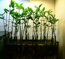 Pianta di Mangrovia Rossa